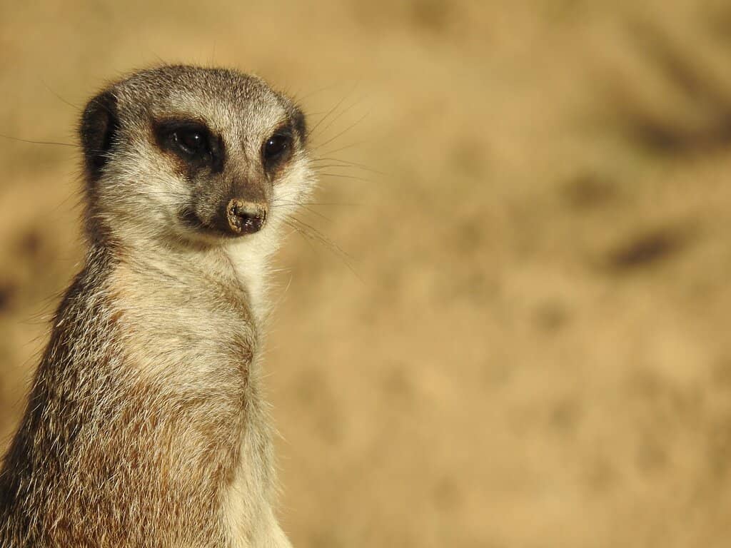 Tomb of the Pharaohs