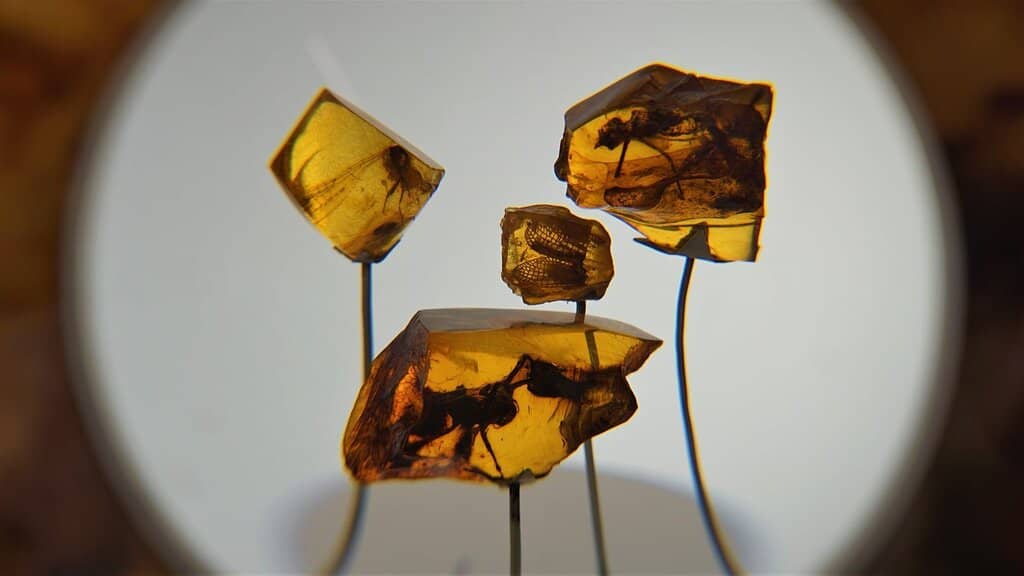 Amber Inclusions
