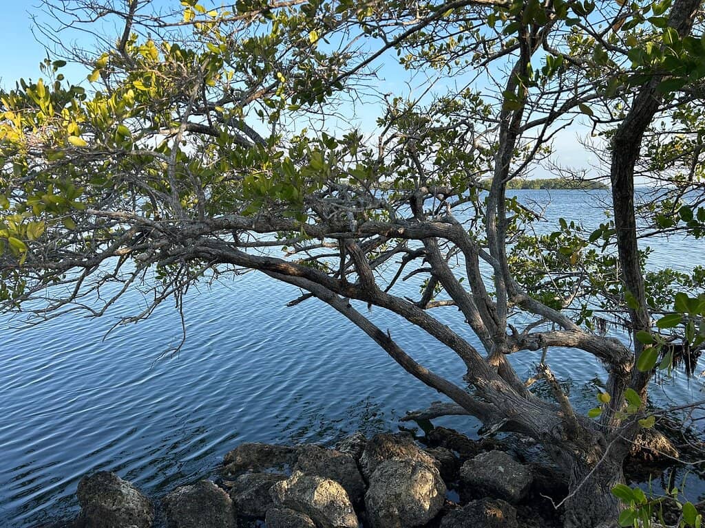 Convoy Point Boardwalk Trail