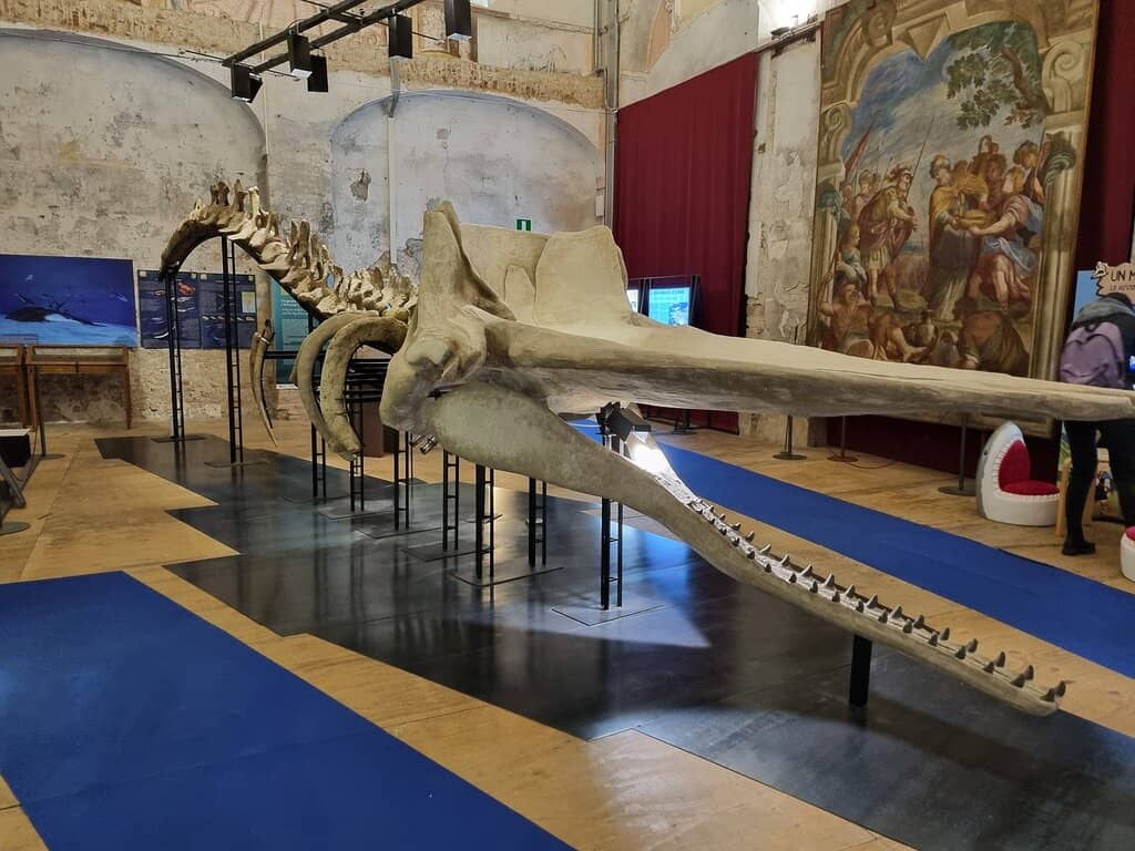 Ancient Dolphin of Asti