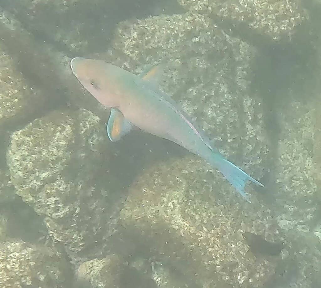 Blue-Footed Booby Cliffs