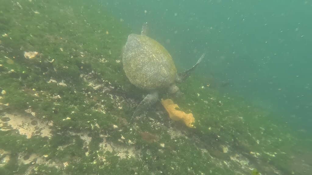 Flightless Cormorant Spotting