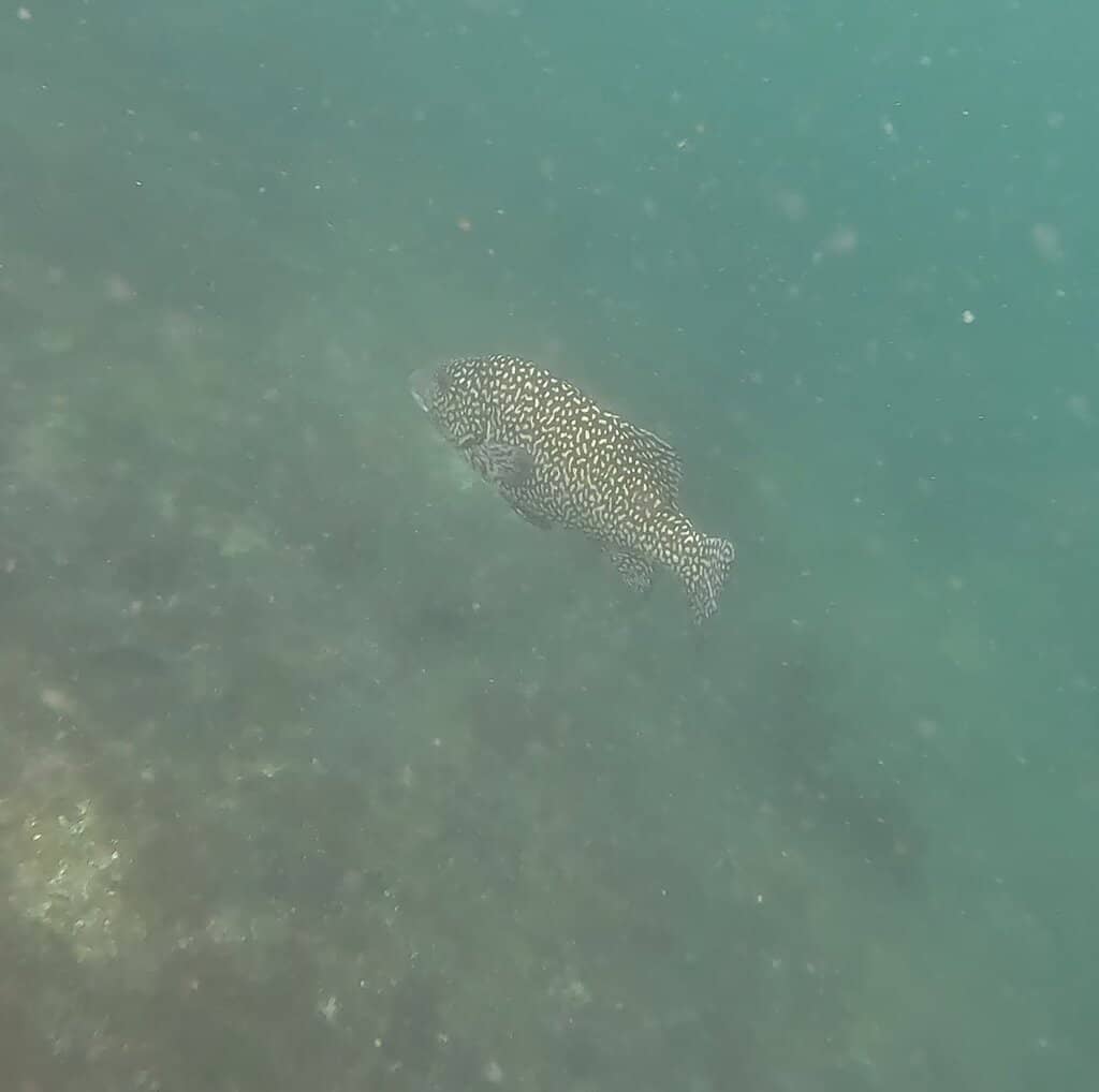 Snorkeling with Penguins