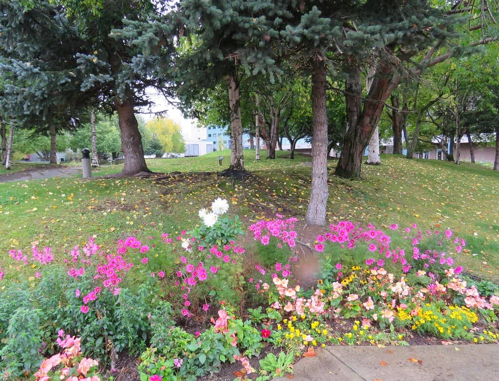 Summer Concert Series