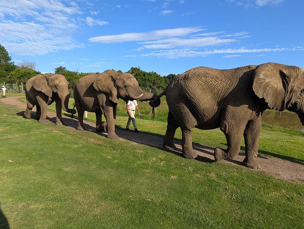 Learn Elephant Rescue Stories