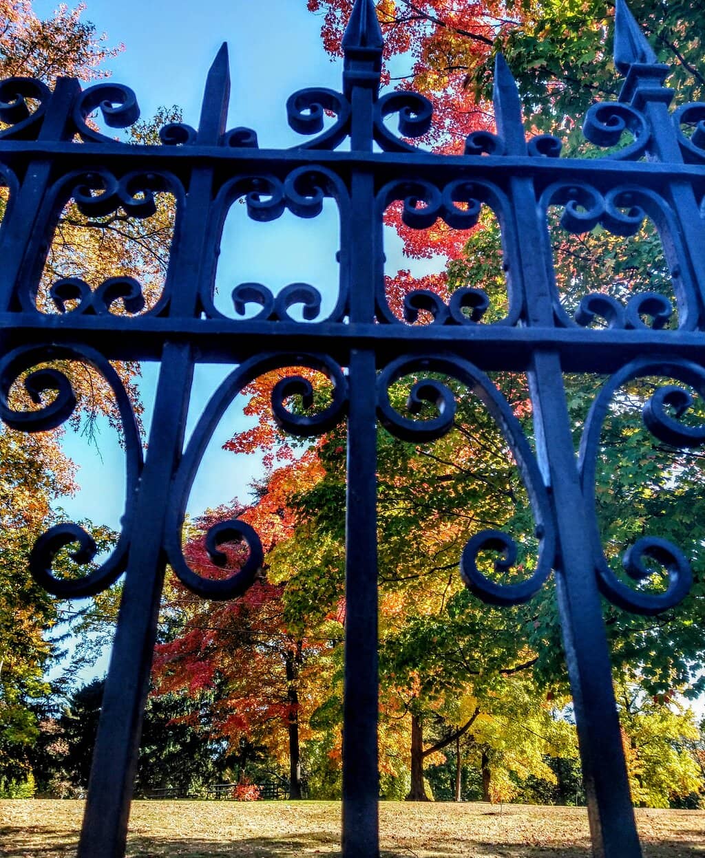 Arboretum and 'Great Trees'