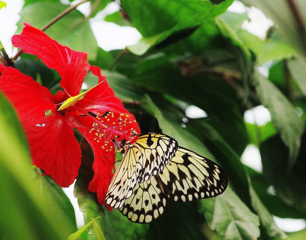 Lush Tropical Vegetation