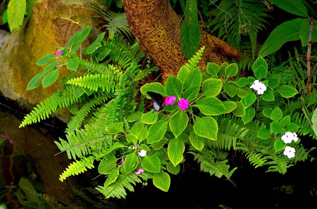 Exotic Bird Encounters