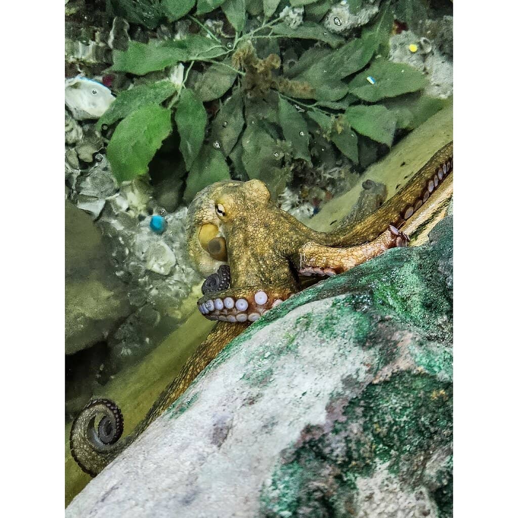 Conservation Education