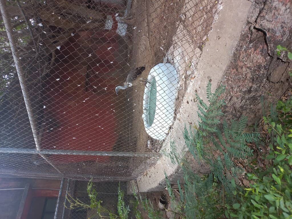 Diverse Wildlife Collection