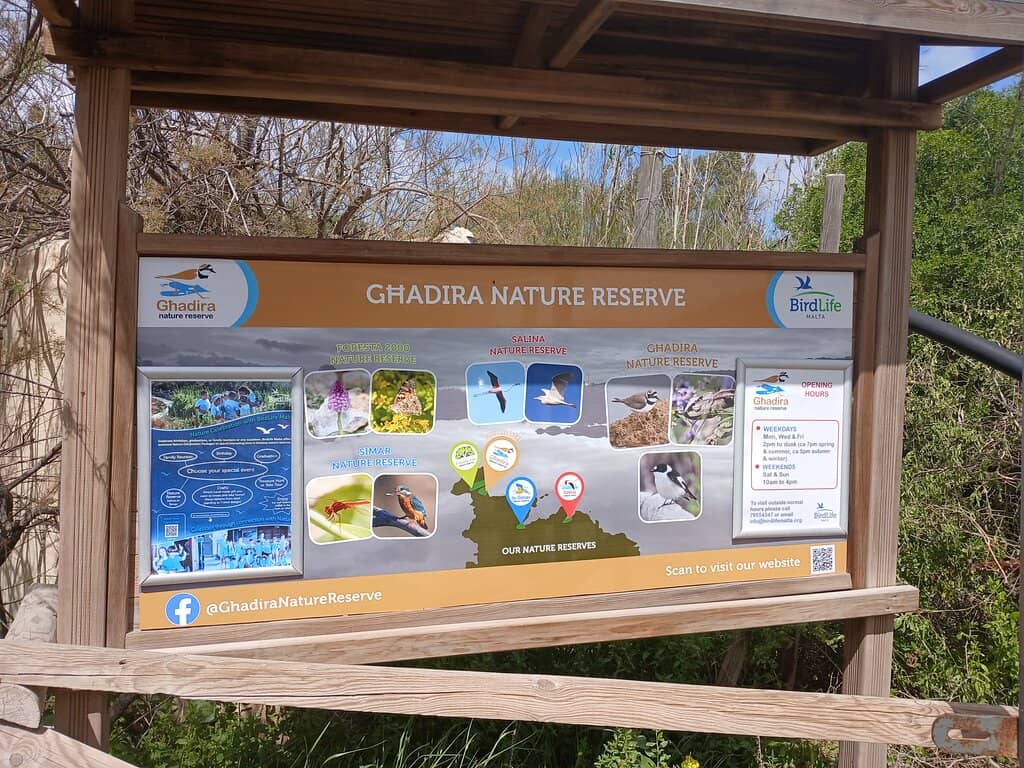 Mediterranean Chameleon Spotting