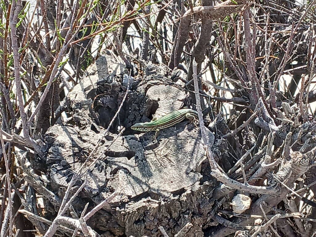 Breeding Bird Colonies