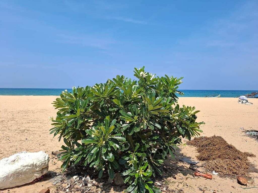 Local Fishermen's Harbor