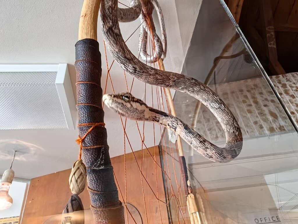 Educational Insights