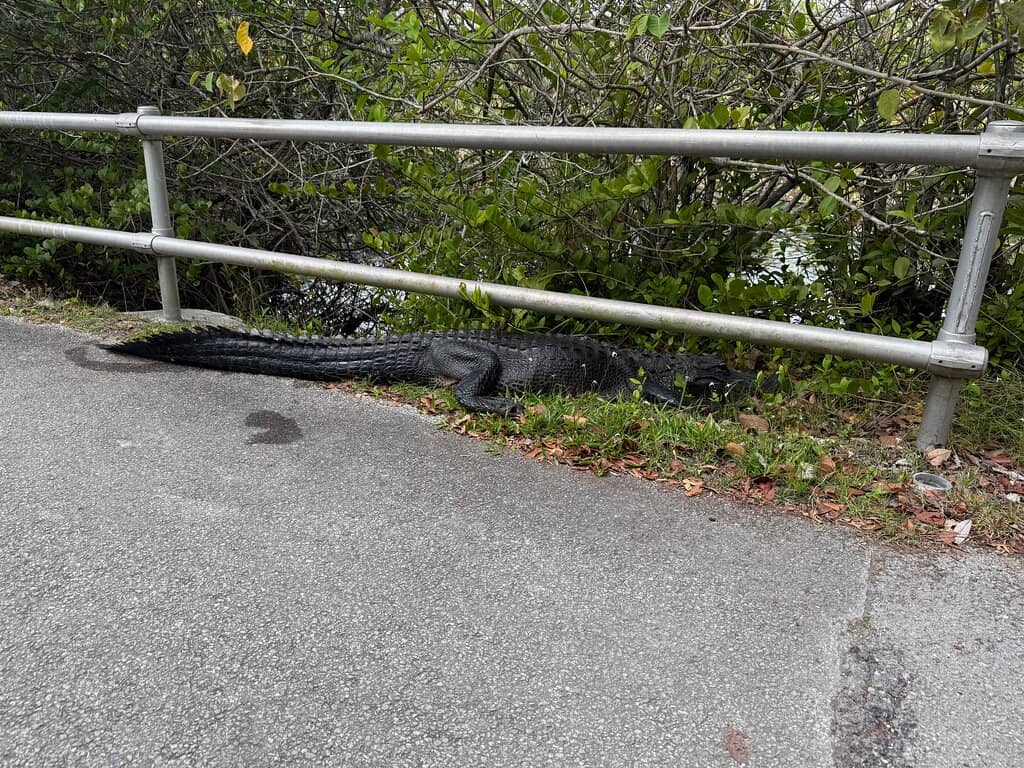 Shark Valley Observation Tower