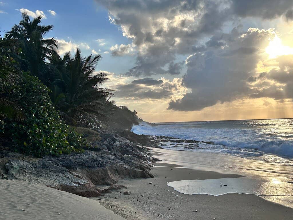 Jungle Shade & Palm Trees