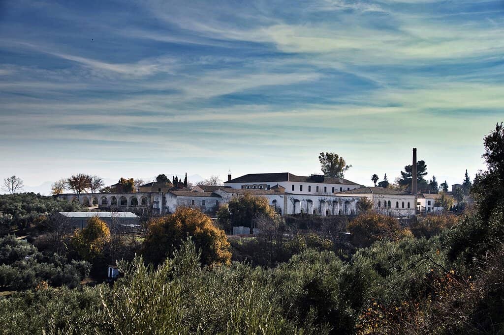 Olive Oil Tasting Workshop