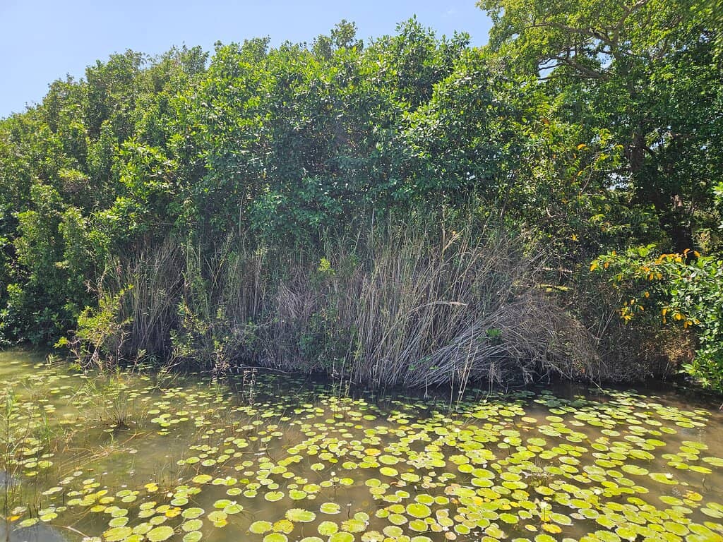 The Super Muelle (Ecological Boardwalk)