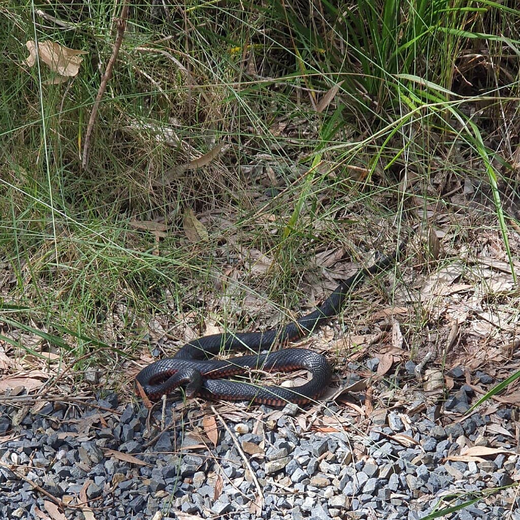 Paperbark Forests & Wetlands