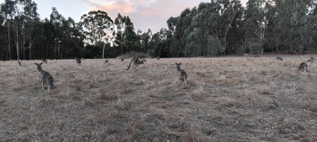 Picnic and Playground Areas