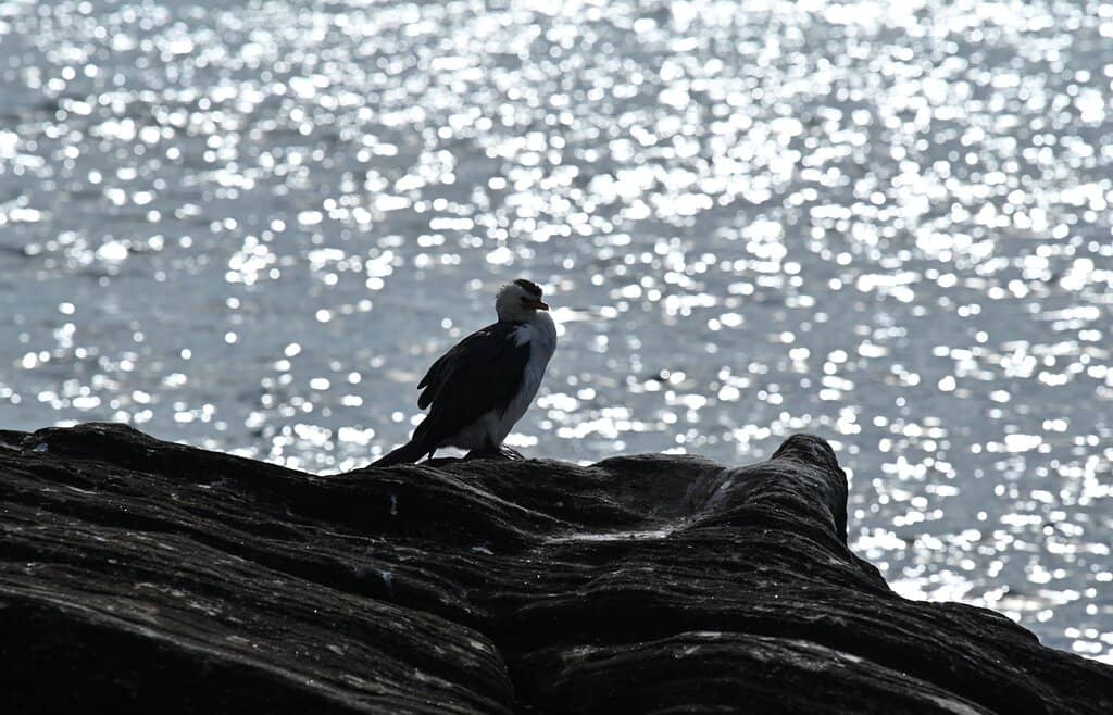 Coastal Walkway Views