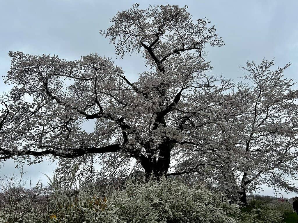 Family Fun & Picnics