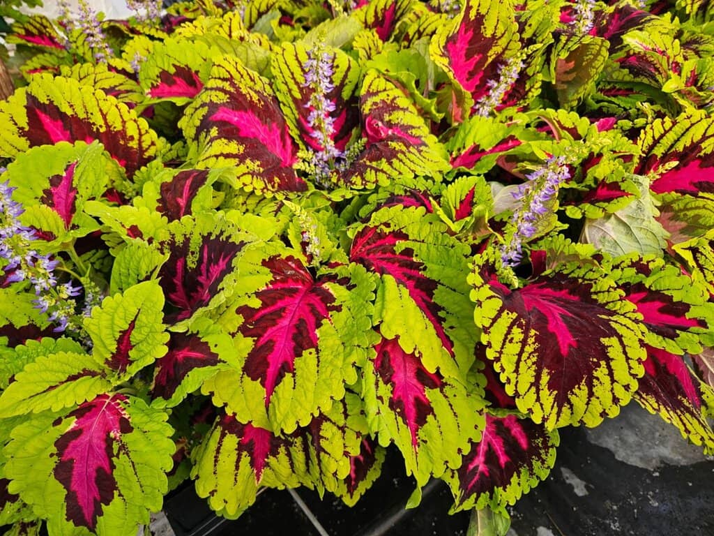 Lil' Bumpkin Play Village