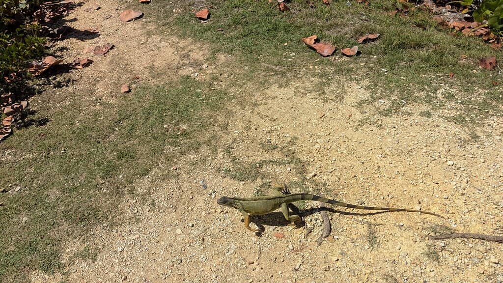 Nearby Ola Sunset Cafe