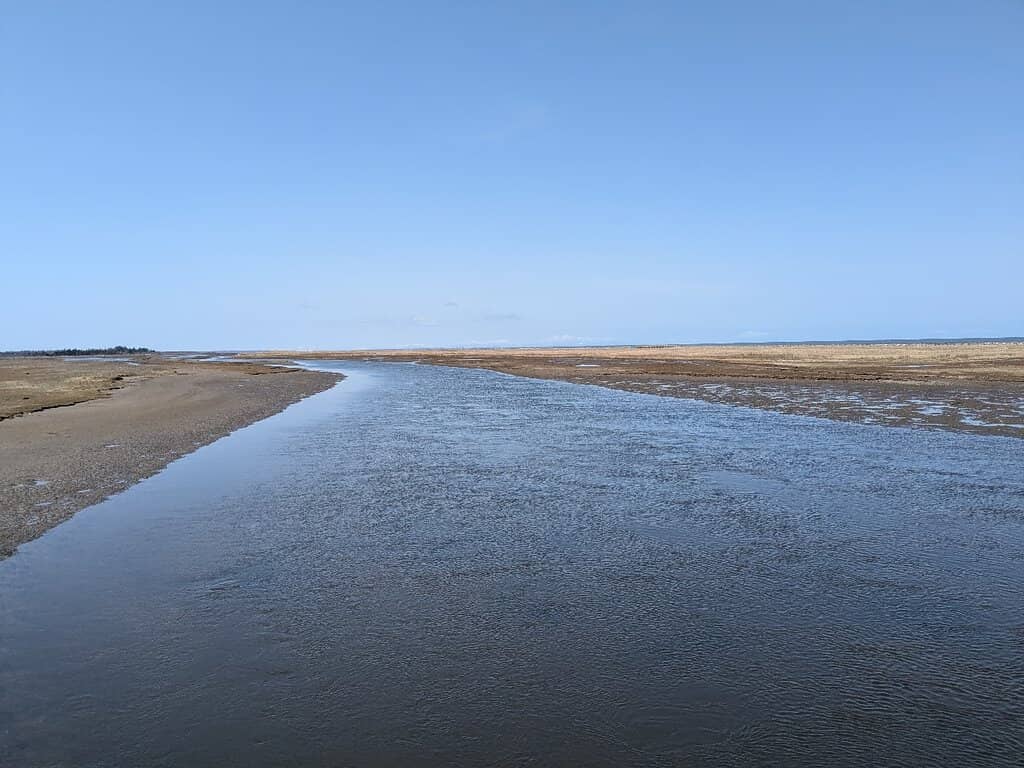 The Developing Forest Ecosystem