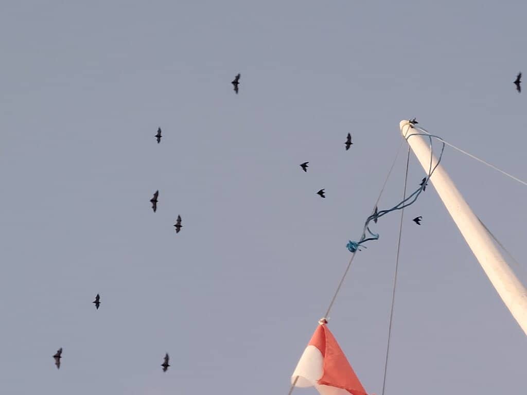 Mangrove Forest Scenery