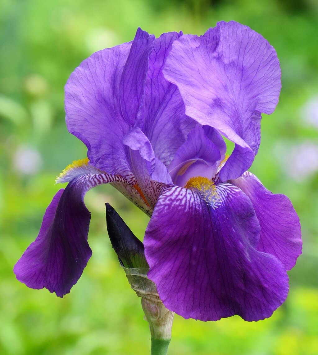 Native Plant Gardens