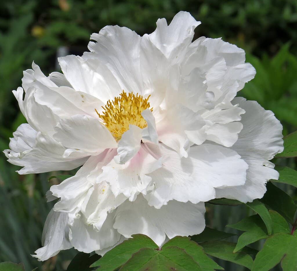 Historic Water Tower