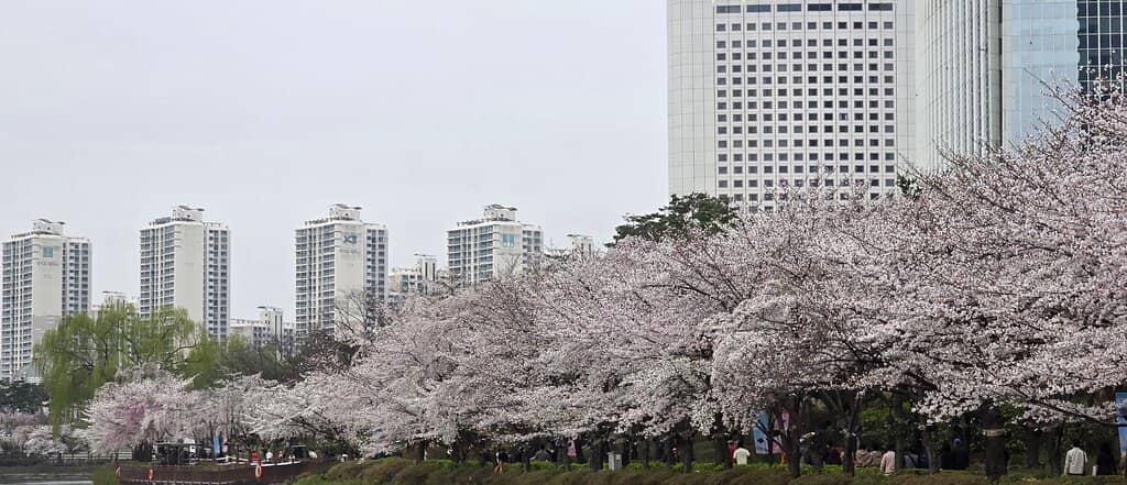 Cherry Blossom Spectacle