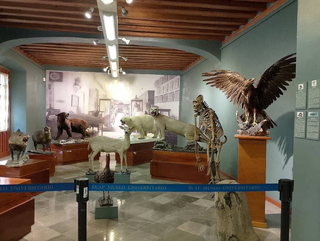 Salvador Dalí Drawings