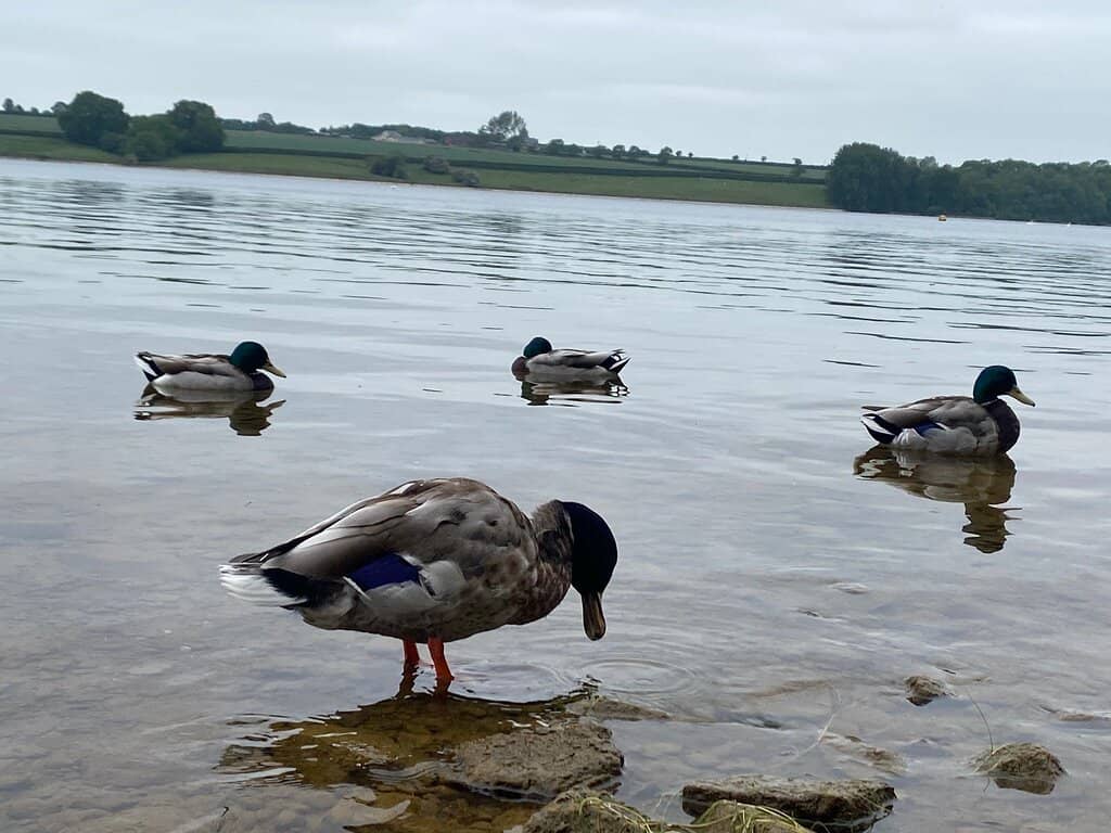 Diverse Hide Network
