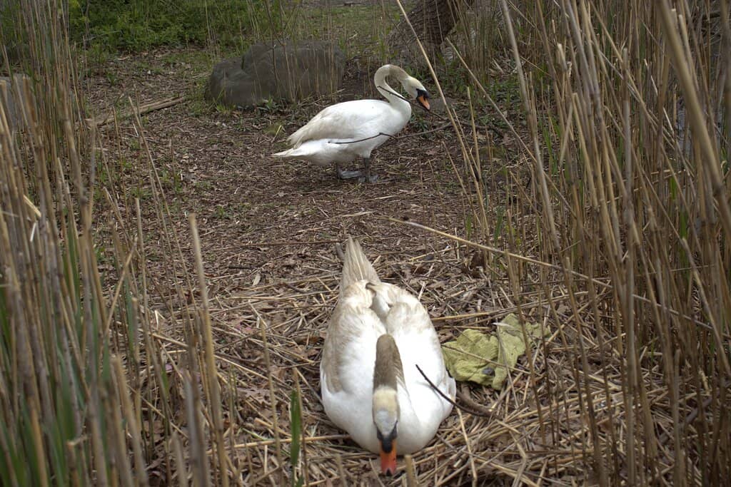Sports Fields Galore