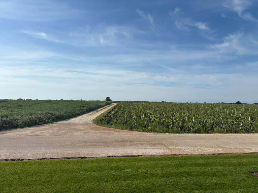 Vineyard & Cellar Exploration