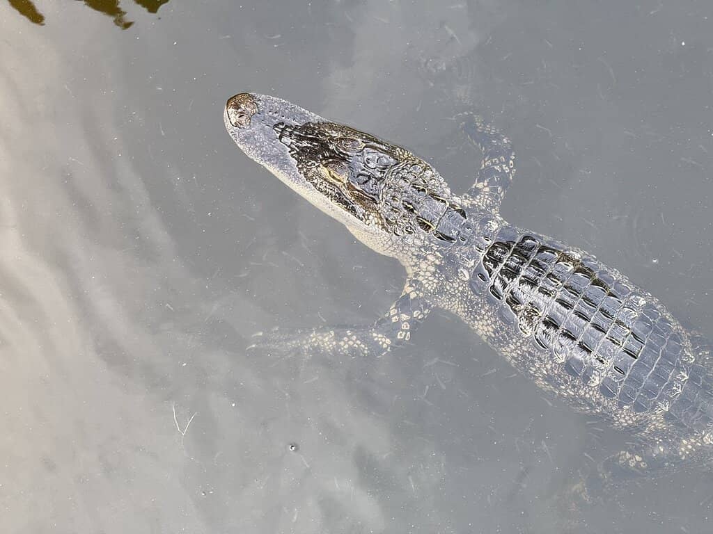 Sports Fields and Courts