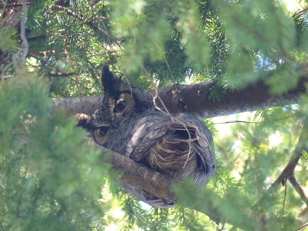 Migratory Bird Spectacle