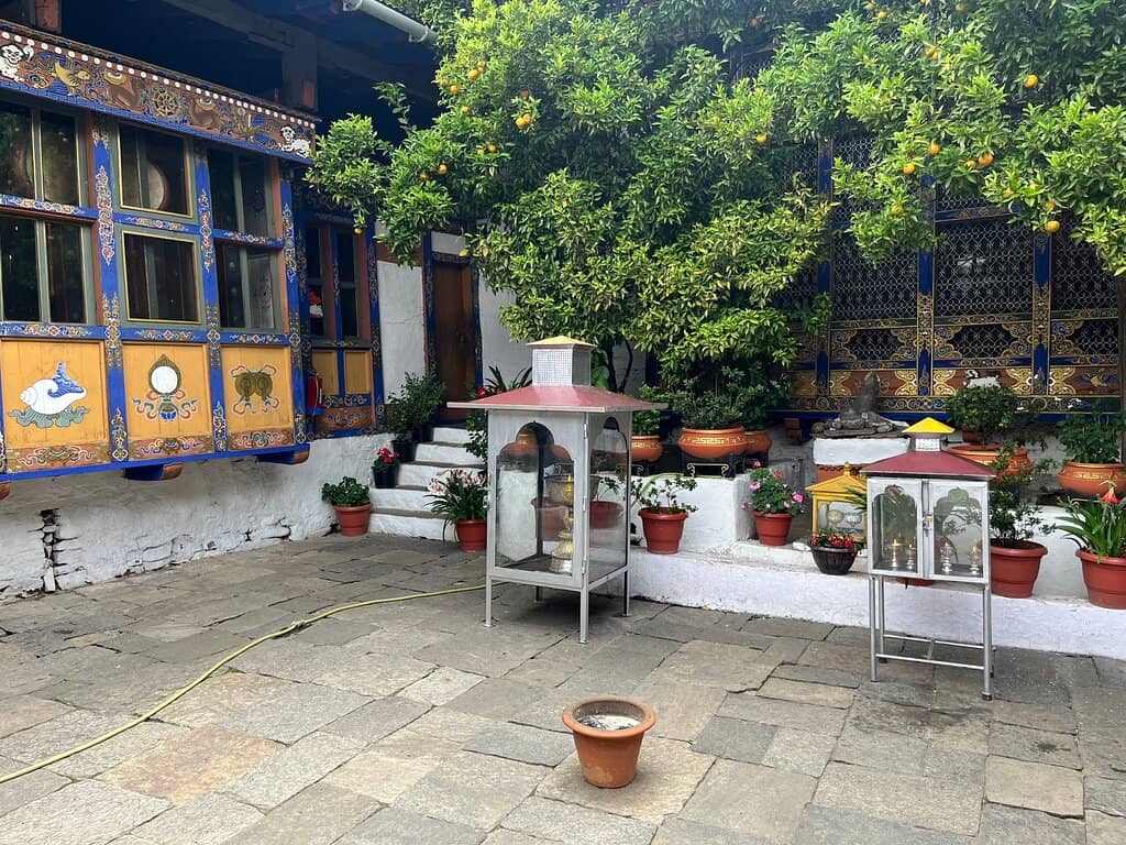 The Miracle Orange Tree