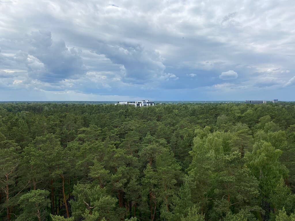 Panoramic Forest Views