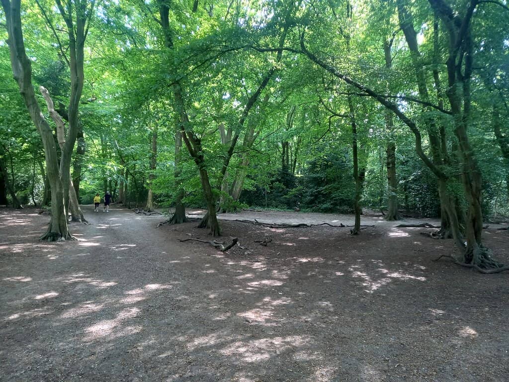Ancient Woodland Trails