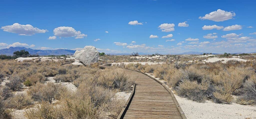 Devil's Hole Pupfish