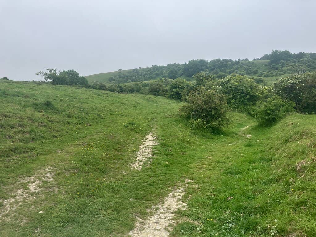 Wildflower & Butterfly Spotting