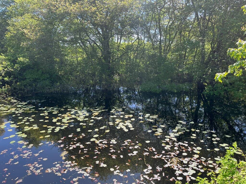 Meadow and Pond Views