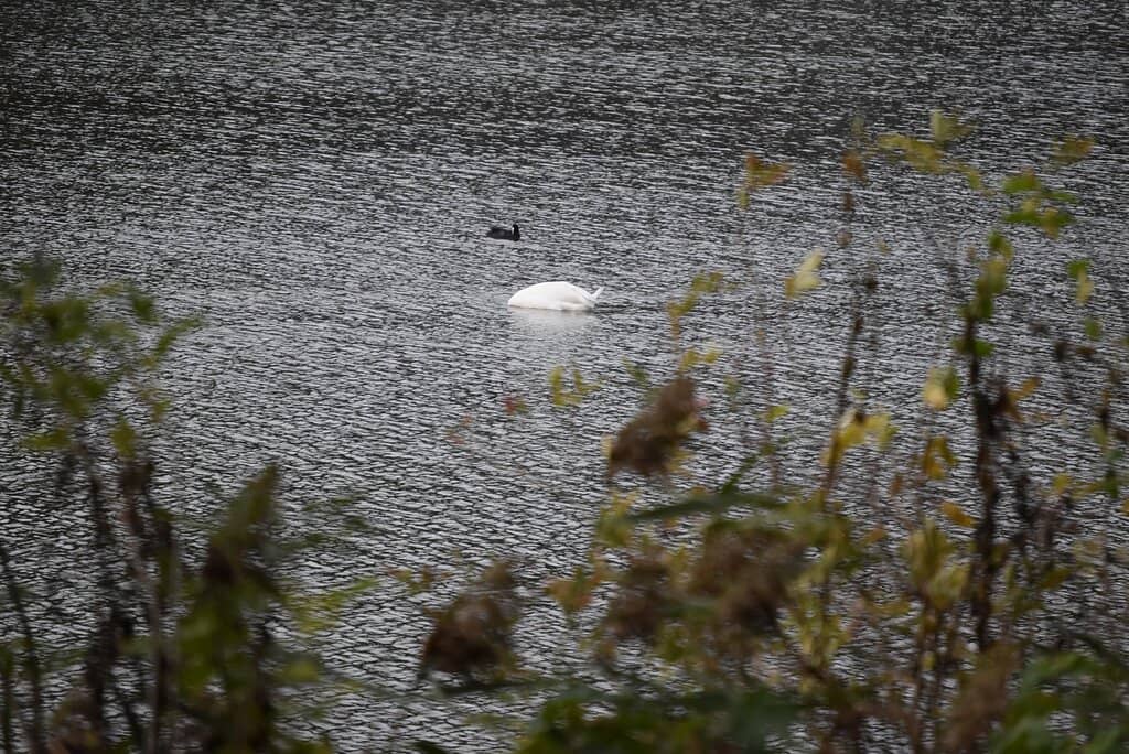 Summer Festival Events