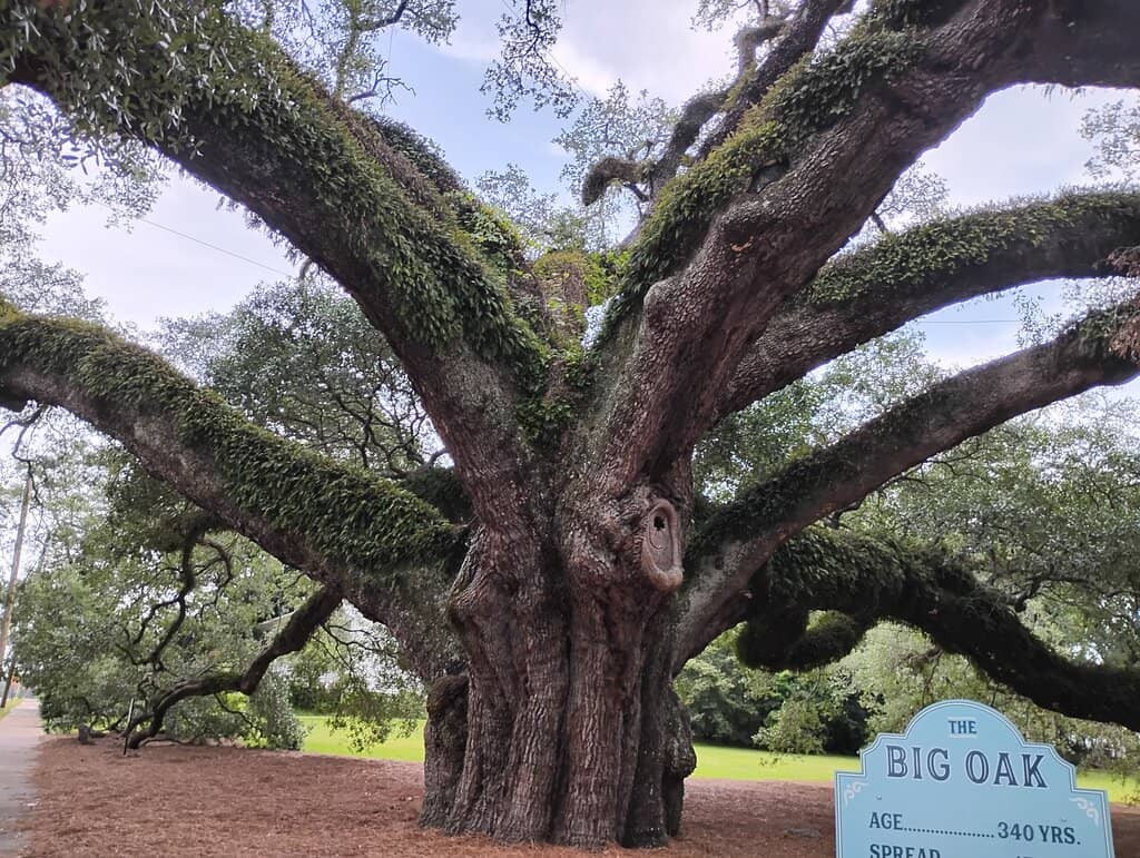 A Living Piece of History