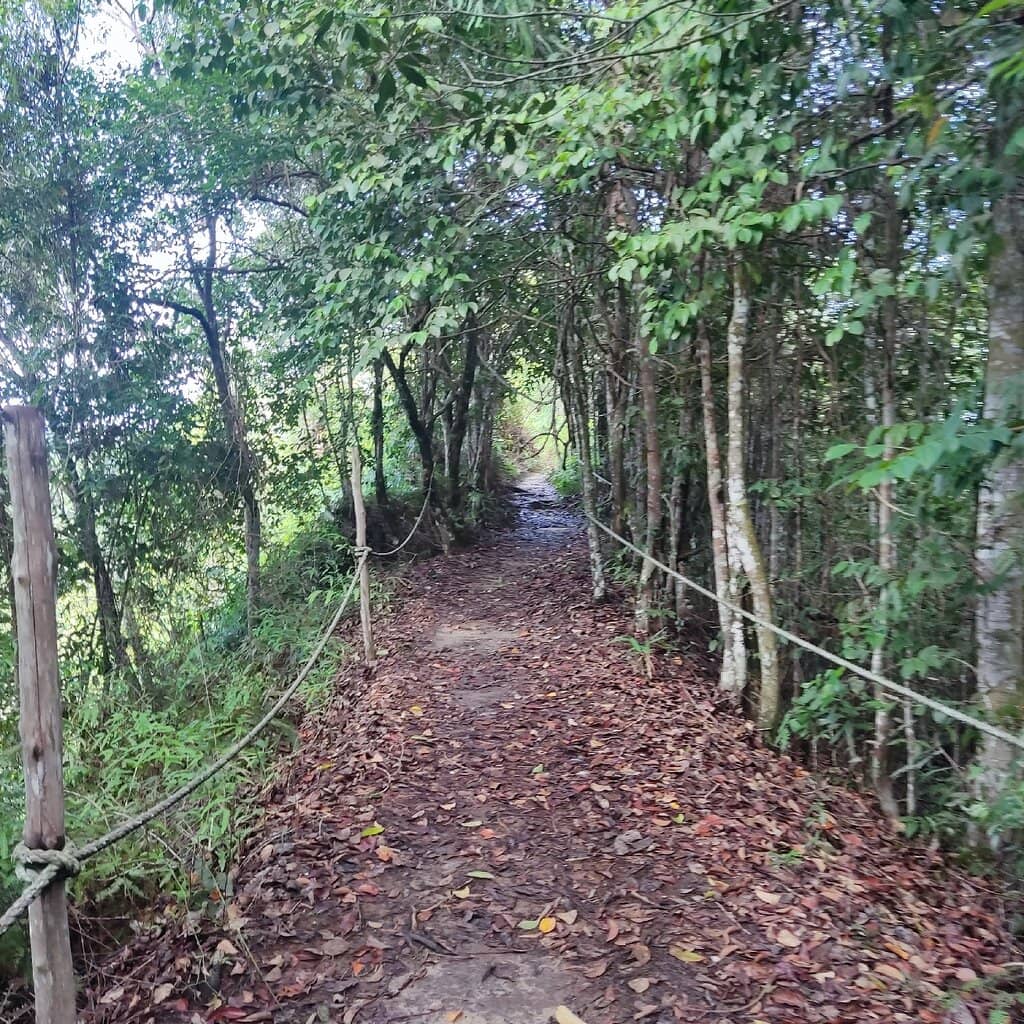 Macaque Monkey Sightings