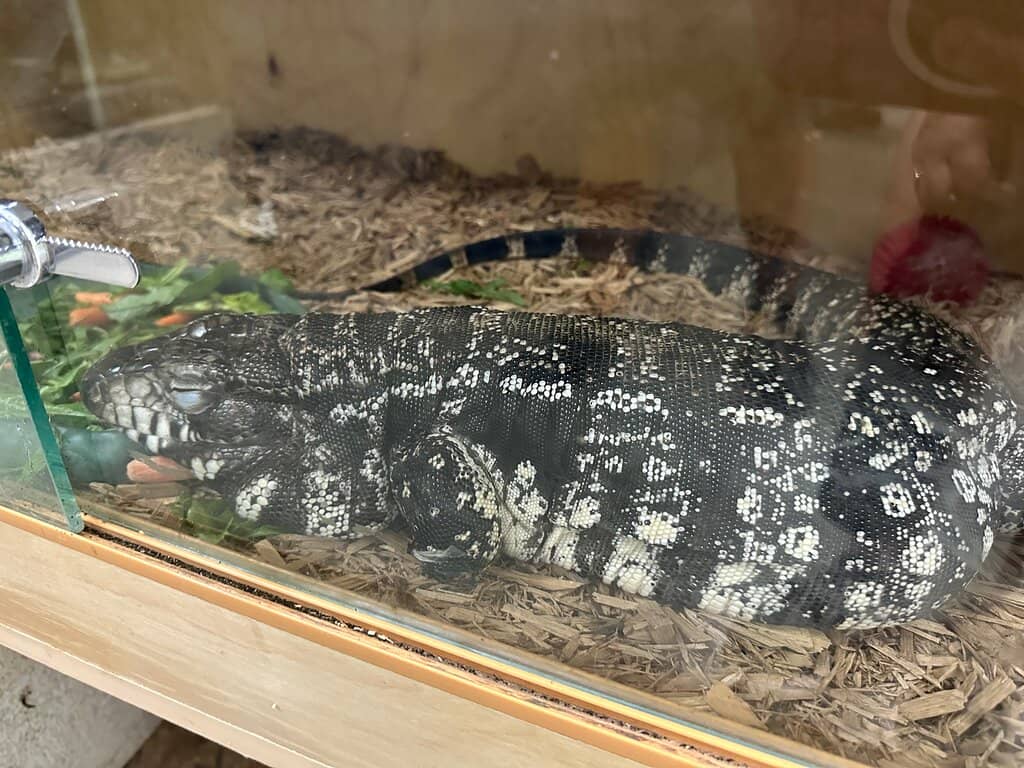 Cactus Garden & Nursery