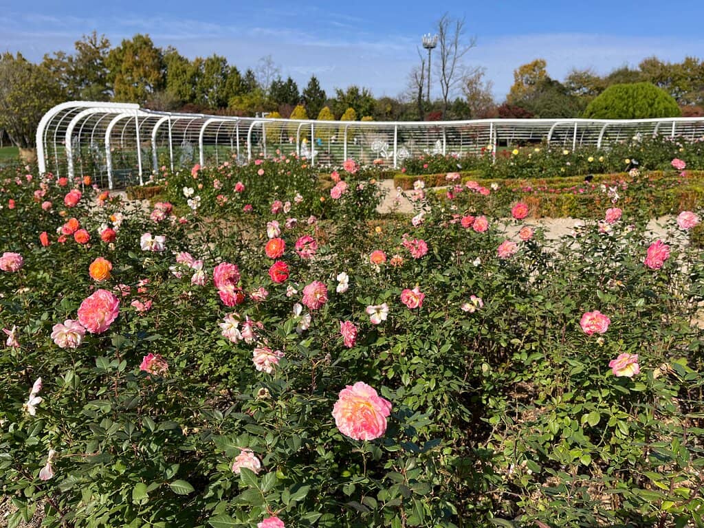 Eco Trans (Sky Cube)